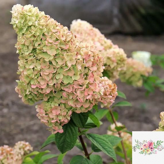 Волотиста гортензія № 7 (Hydrangea paniculata)