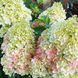 Волотиста гортензія № 7 (Hydrangea paniculata)