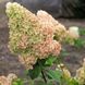 Волотиста гортензія № 7 (Hydrangea paniculata)