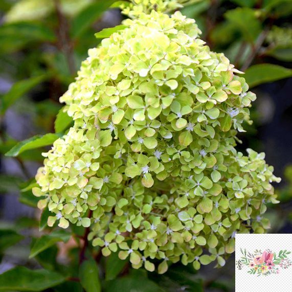 Волотиста гортензія № 69 (Hydrangea paniculata)