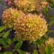Волотиста гортензія № 69 (Hydrangea paniculata)