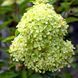 Волотиста гортензія № 69 (Hydrangea paniculata)