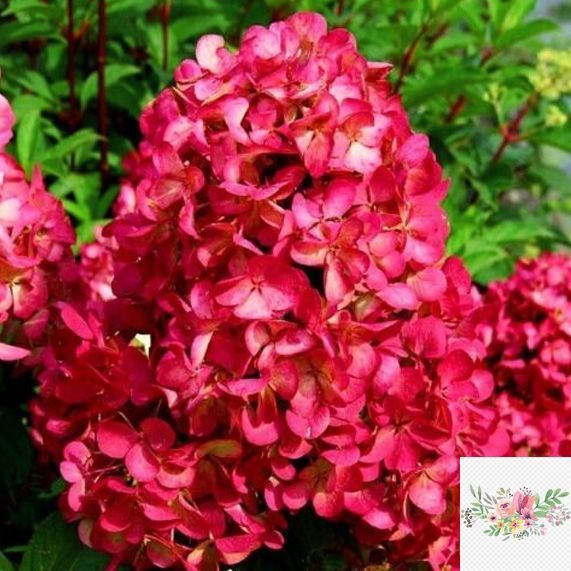 Волотиста гортензія № 71 (Hydrangea paniculata)