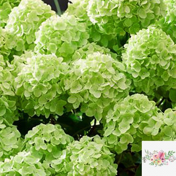 Волотиста гортензія № 71 (Hydrangea paniculata)