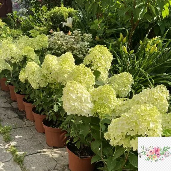 Волотиста гортензія № 71 (Hydrangea paniculata)