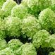 Волотиста гортензія № 71 (Hydrangea paniculata)