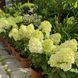 Волотиста гортензія № 71 (Hydrangea paniculata)