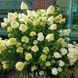 Волотиста гортензія № 71 (Hydrangea paniculata)