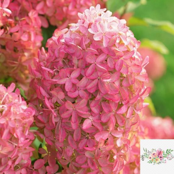 Волотиста гортензія № 91 (Hydrangea paniculata)
