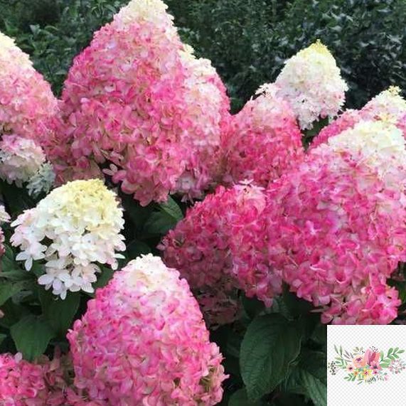 Волотиста гортензія № 91 (Hydrangea paniculata)