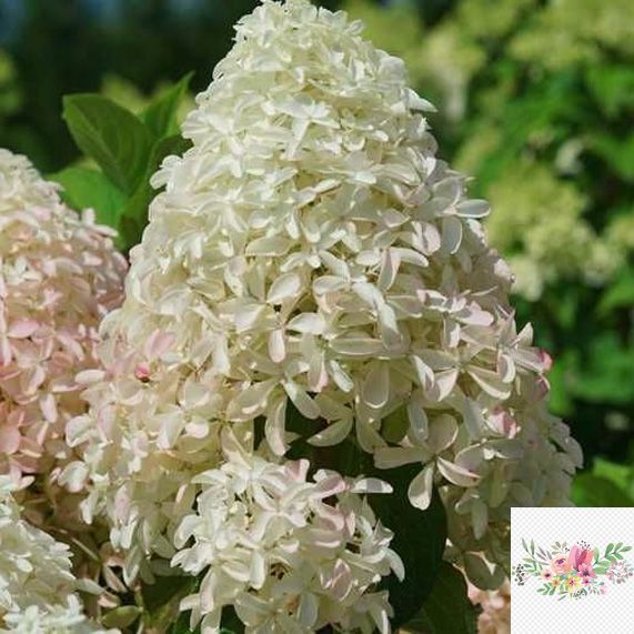 Волотиста гортензія № 91 (Hydrangea paniculata)