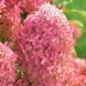 Волотиста гортензія № 91 (Hydrangea paniculata)