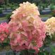 Волотиста гортензія № 91 (Hydrangea paniculata)