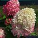 Волотиста гортензія № 91 (Hydrangea paniculata)