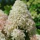 Волотиста гортензія № 91 (Hydrangea paniculata)