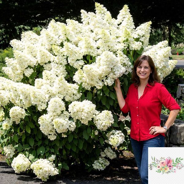 Волотиста гортензія № 11 (Hydrangea paniculata)