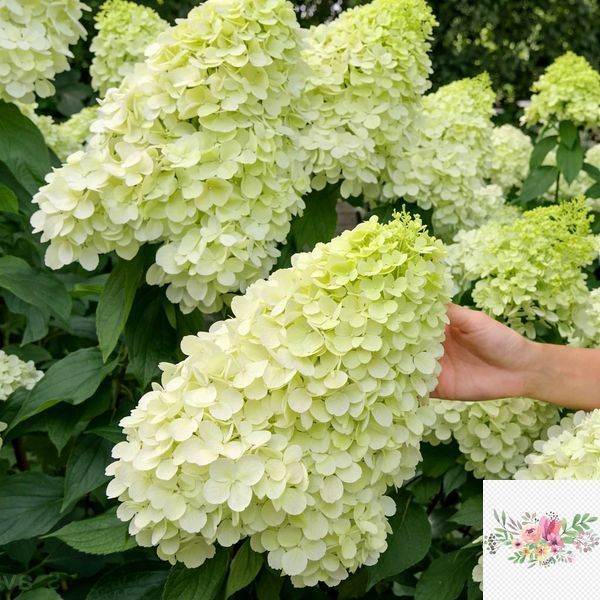 Волотиста гортензія № 11 (Hydrangea paniculata)