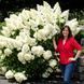 Волотиста гортензія № 11 (Hydrangea paniculata)