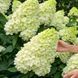 Волотиста гортензія № 11 (Hydrangea paniculata)