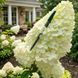 Волотиста гортензія № 11 (Hydrangea paniculata)
