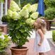 Волотиста гортензія № 11 (Hydrangea paniculata)