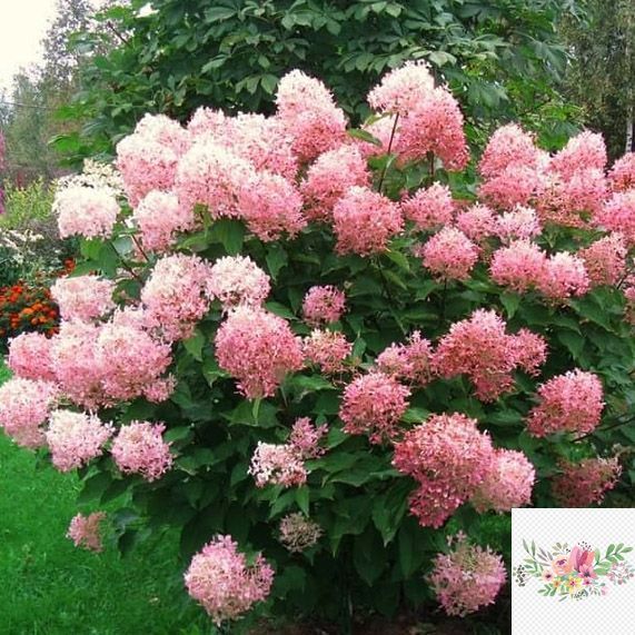 Волотиста гортензія №9 (Hydrangea paniculata)