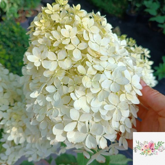 Волотиста гортензія №9 (Hydrangea paniculata)