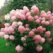 Волотиста гортензія №9 (Hydrangea paniculata)