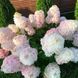 Волотиста гортензія №9 (Hydrangea paniculata)