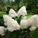 Волотиста гортензія №9 (Hydrangea paniculata)