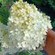 Волотиста гортензія №9 (Hydrangea paniculata)
