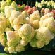 Волотиста гортензія №29 (Hydrangea paniculata)